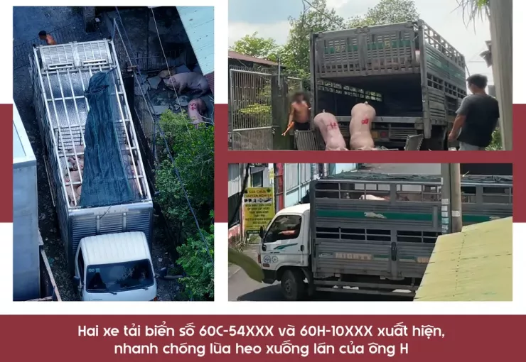 Ớn lạnh lò mổ heo '4 không' - Bài 3: Heo lậu đến từ đâu và đi về đâu? - 5