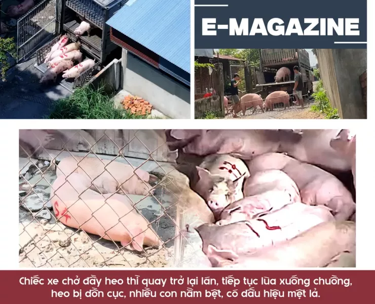 Ớn lạnh lò mổ heo '4 không' - Bài 3: Heo lậu đến từ đâu và đi về đâu? - 7