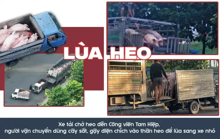 Ớn lạnh lò mổ heo '4 không' - Bài 3: Heo lậu đến từ đâu và đi về đâu? - 9