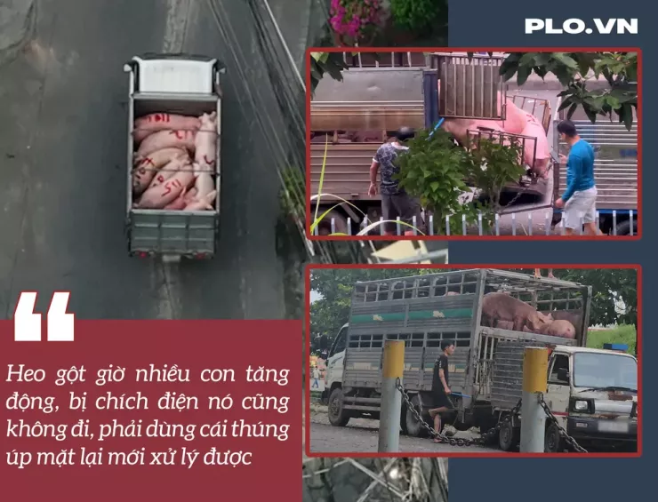 Ớn lạnh lò mổ heo '4 không' - Bài 3: Heo lậu đến từ đâu và đi về đâu? - 10