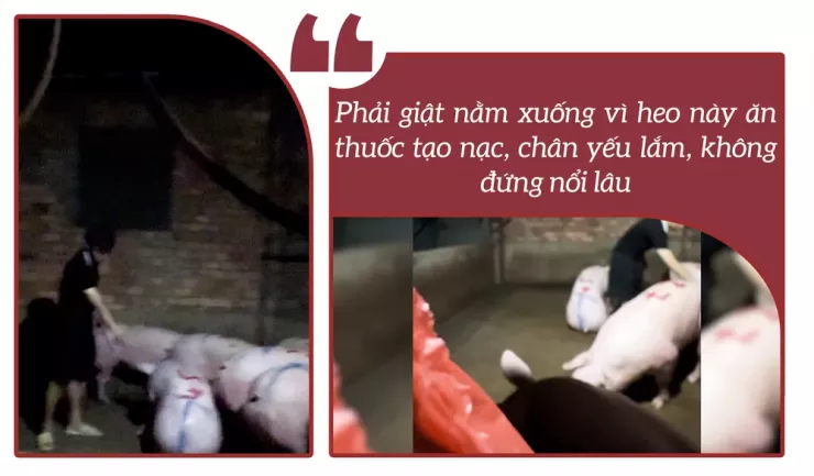 Ớn lạnh lò mổ heo '4 không' - Bài 3: Heo lậu đến từ đâu và đi về đâu? - 13