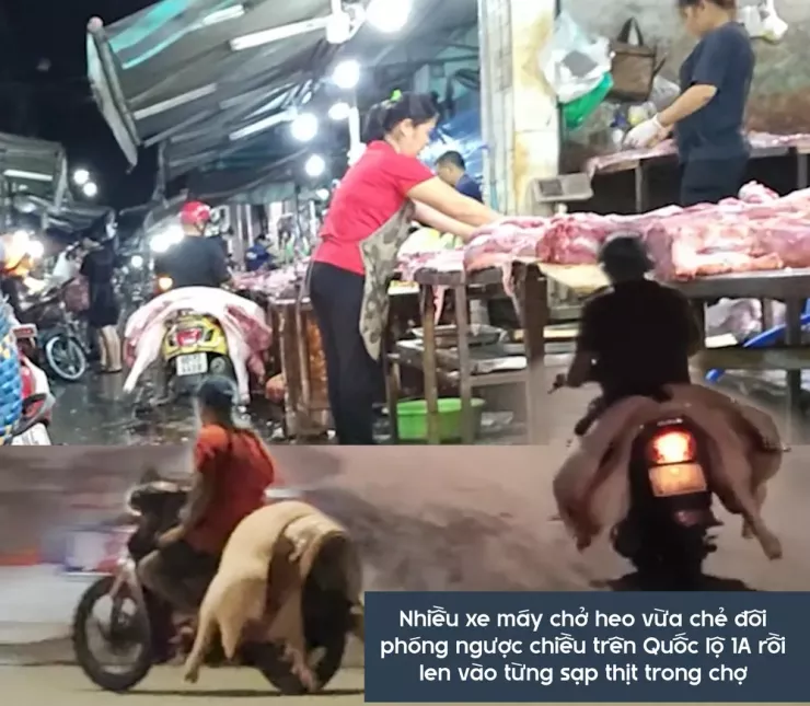 Ớn lạnh lò mổ heo '4 không' - Bài 3: Heo lậu đến từ đâu và đi về đâu? - 15