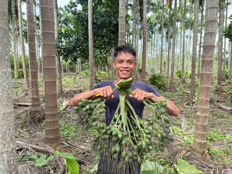 Anh Bảo đã làm nghề hái cau được 17 năm 