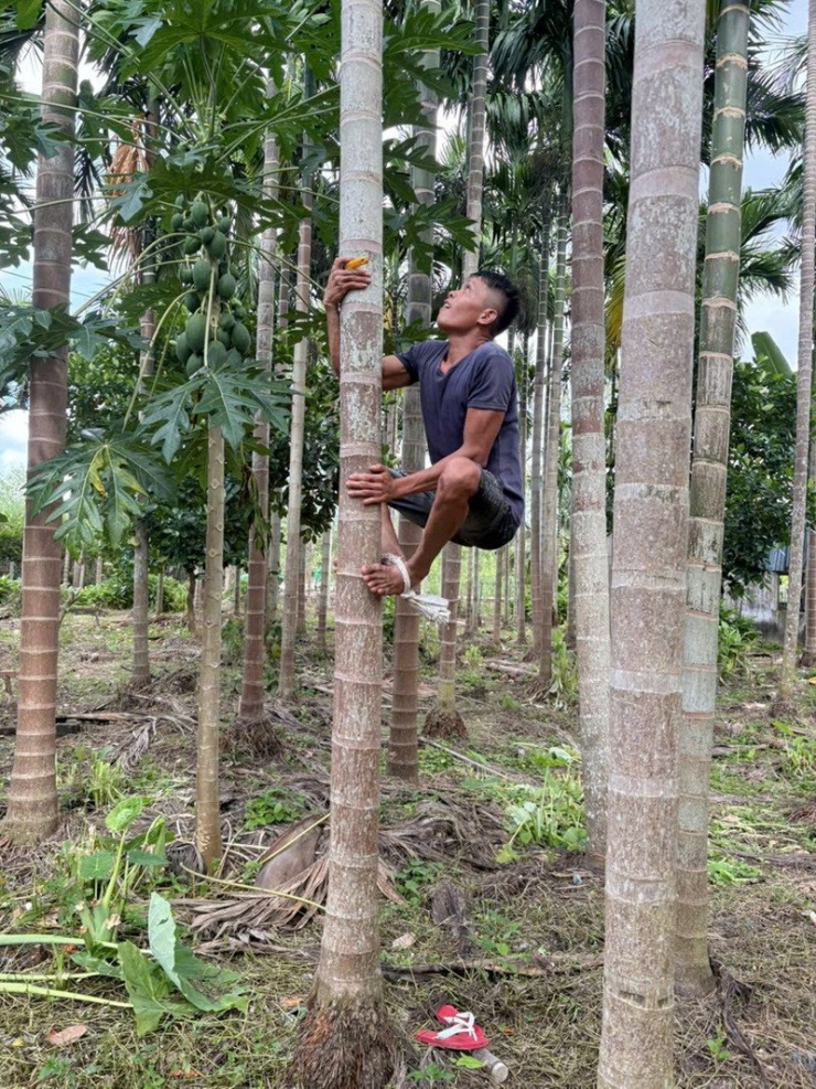 Anh Bảo leo cau nhanh thoăn thoắt