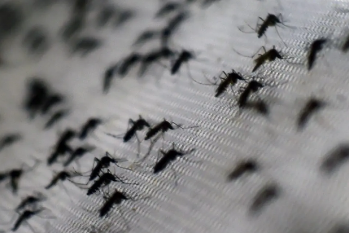 Trung Quốc thả 5 triệu con muỗi mỗi tuần chống dịch Chikungunya