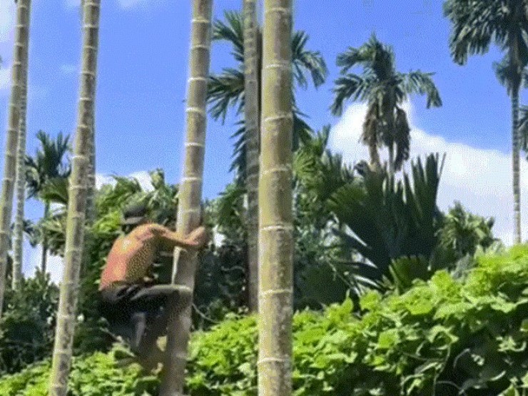 'Vua khỉ’ miền Tây leo cây thoăn thoắt, ngày hái cả tấn cau, kiếm bộn tiền