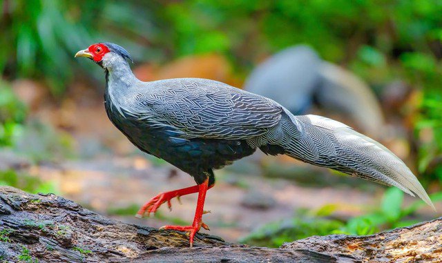 Gà lôi trắng là loài đặc hữu cần được bảo tồn nghiêm ngặt.