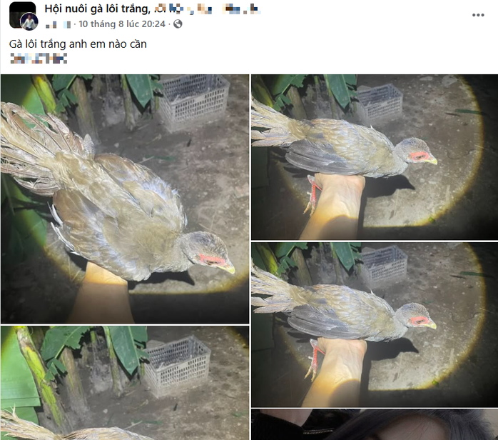 Gà lôi trắng được bán công khai trên mạng
