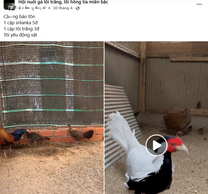 Công khai rao bán gà lôi trắng trên mạng xã hội - 2