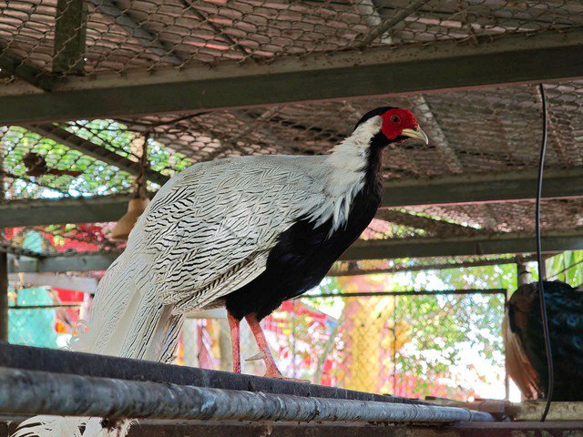 Gà lôi trắng là loài đặc hữu quý hiếm, cần được bảo tồn nghiêm ngặt.