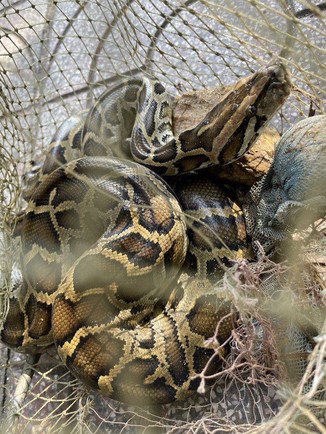 Cá thể trăn quý hiếm.