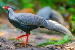 Chuyên gia bảo tồn: 'Cần làm nghiêm người coi thường pháp luật vụ nuôi gà lôi trắng'