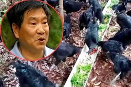 Đại gia bỏ tài sản lên núi nuôi gà, giờ đút túi 14 tỷ/năm
