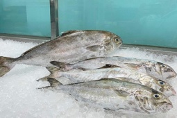 Thị trường - Tiêu dùng - Loài cá có tên "ngượng đỏ mặt", gần nửa triệu đồng/kg, thành đặc sản lạ