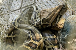 Tin tức trong ngày - Phát hiện nhiều động vật quý hiếm trong vườn nhà dân