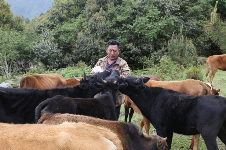Chỉ học tiểu học, từng nợ đầm đìa mà thành “đại gia” nhờ nuôi bò cực khéo - 1