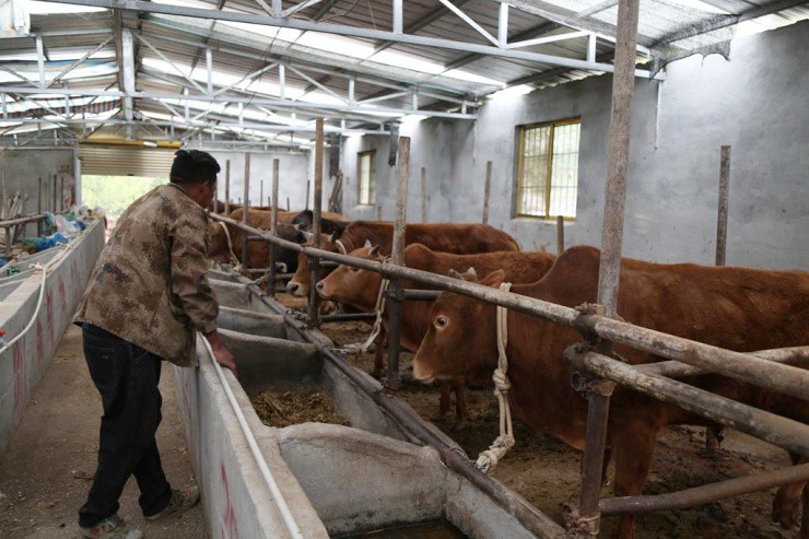 Chỉ học tiểu học, từng nợ đầm đìa mà thành “đại gia” nhờ nuôi bò cực khéo - 2