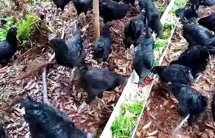 Đại gia bỏ tài sản lên núi nuôi gà, giờ đút túi 14 tỷ/năm - 2