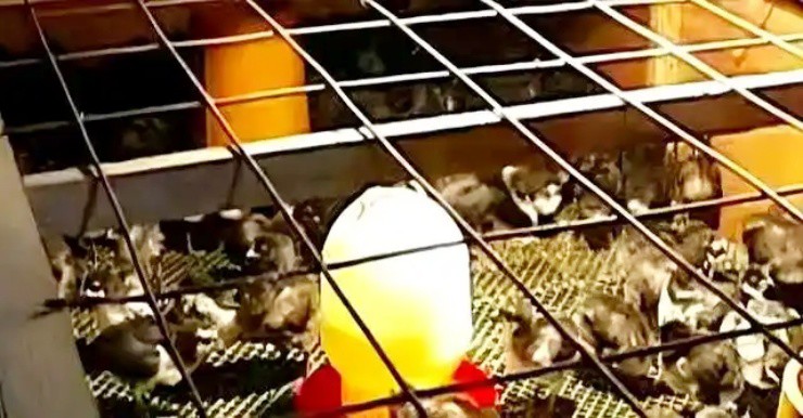 Đại gia bỏ tài sản lên núi nuôi gà, giờ đút túi 14 tỷ/năm - 3