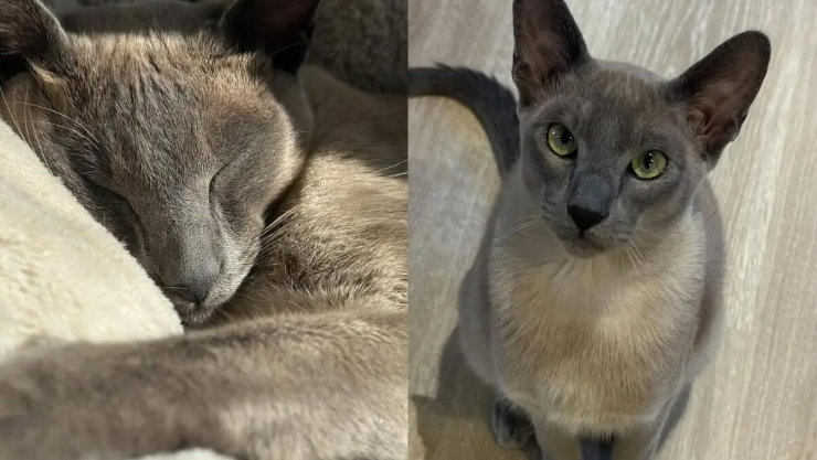 Chú mèo chuyên lấy đồ "lạ" từ nhà hàng xóm về tặng chủ - 1