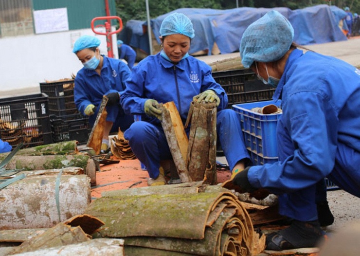 Việt Nam là quốc gia xuất khẩu quế lớn thứ ba thế giới. Ảnh: Chu Khôi