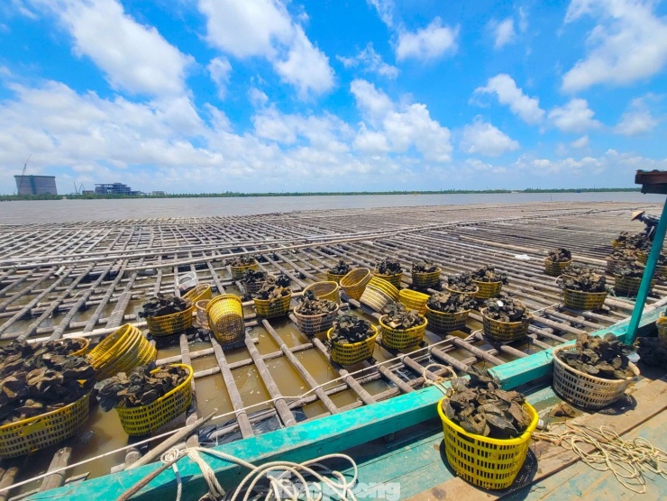 Hiện Quảng Ninh có khoảng 4.000ha nuôi hàu. Đa số tập trung tại đặc khu Vân Đồn, Ước tính mỗi năm cung cấp ra thị trường cả trăm nghìn tấn hàu thương phẩm.