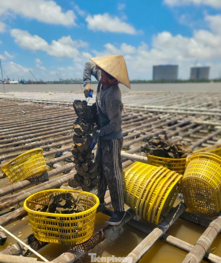 Đây là vụ hàu đầu tiên sau thảm họa Yagi, mang theo nhiều mơ ước vực dậy kinh tế của người nuôi biển Quảng Ninh.