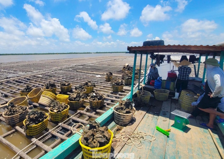Được sự quan tâm, hỗ trợ từ chính quyền, nhiều hộ dân đã bắt tay tái thiết lại vùng nuôi hàu.