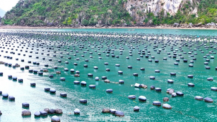 Một nguyên nhân nữa là do người dân thả hàu với mật độ quá dày, khiến lượng thức ăn trong nước khan hiếm.