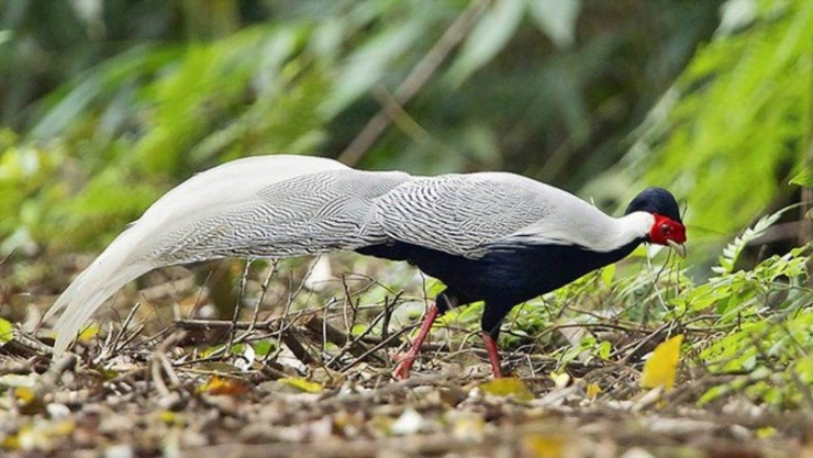 Loài Gà lôi trắng
