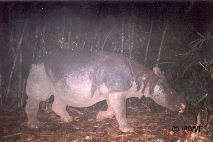 Loài Tê giác Java đã bị tuyệt chủng ở Việt Nam.