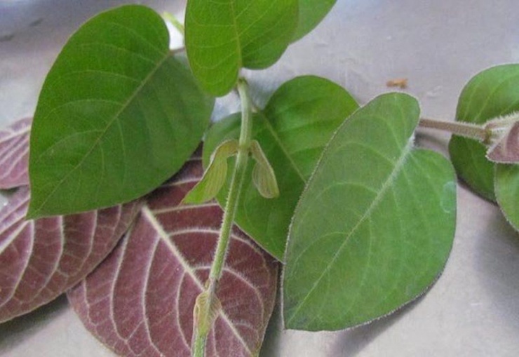 Loại rau ít &#39;ngậm&#39; thuốc trừ sâu nhất chợ, đặc biệt tốt cho người bị đau dạ dày, có 4 cách chế biến thành món ngon đặc trưng - 1