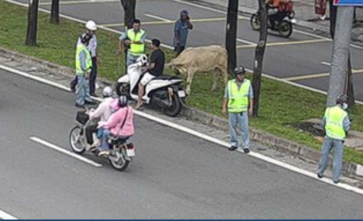 Nhân viên Trung tâm Quản lý điều hành Giao thông đô thị TPHCM dẫn dụ bò ra ngoài để đảm bảo an toàn giao thông hầm Thủ Thiêm. Ảnh: HN.