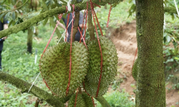 Sầu riêng chín cây nội địa Trung Quốc vào vụ thu hoạch. Ảnh: People’s Daily Online