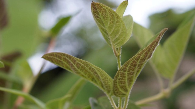 Loại rau ít &#39;ngậm&#39; thuốc trừ sâu nhất chợ, đặc biệt tốt cho người bị đau dạ dày, có 4 cách chế biến thành món ngon đặc trưng - 3