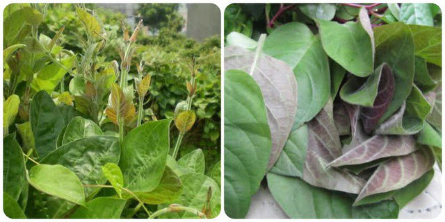 Loại rau ít &#39;ngậm&#39; thuốc trừ sâu nhất chợ, đặc biệt tốt cho người bị đau dạ dày, có 4 cách chế biến thành món ngon đặc trưng - 2