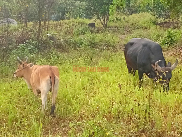 Đàn bò tót lai hiện được nuôi dưỡng, chăm sóc trong môi trường bán tự nhiên tại Vườn Quốc gia Núi Chúa - Phước Bình. Ảnh: AT