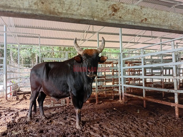 Một con bò tót lai F1 tại Vườn Quốc gia Núi Chúa - Phước Bình hiện nay. Ảnh: AT