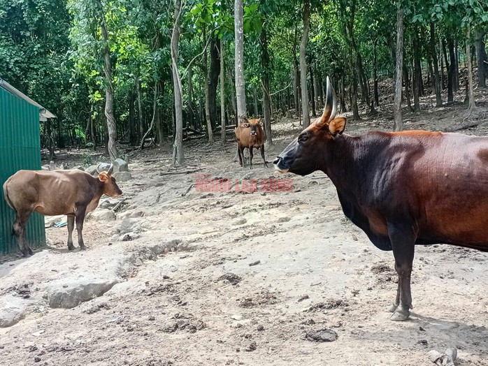 Nhờ duy trì chế độ chăm sóc tốt, đàn bò tót tại đây đều khỏe mạnh. Ảnh: AT