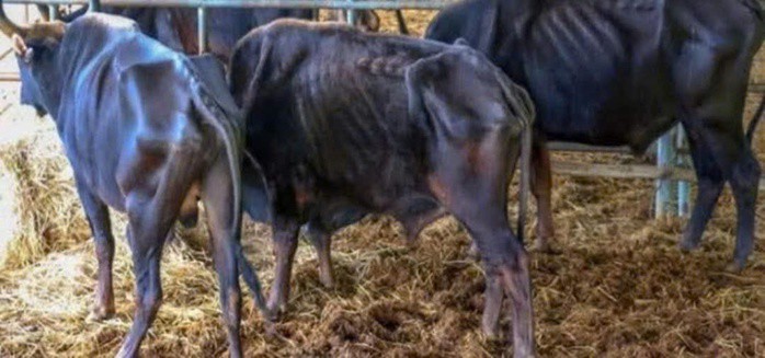 Hình ảnh đàn bò tót "ốm trơ xương" lan truyền trên mạng thực chất là hình ảnh đàn bò từ hơn 5 năm trước