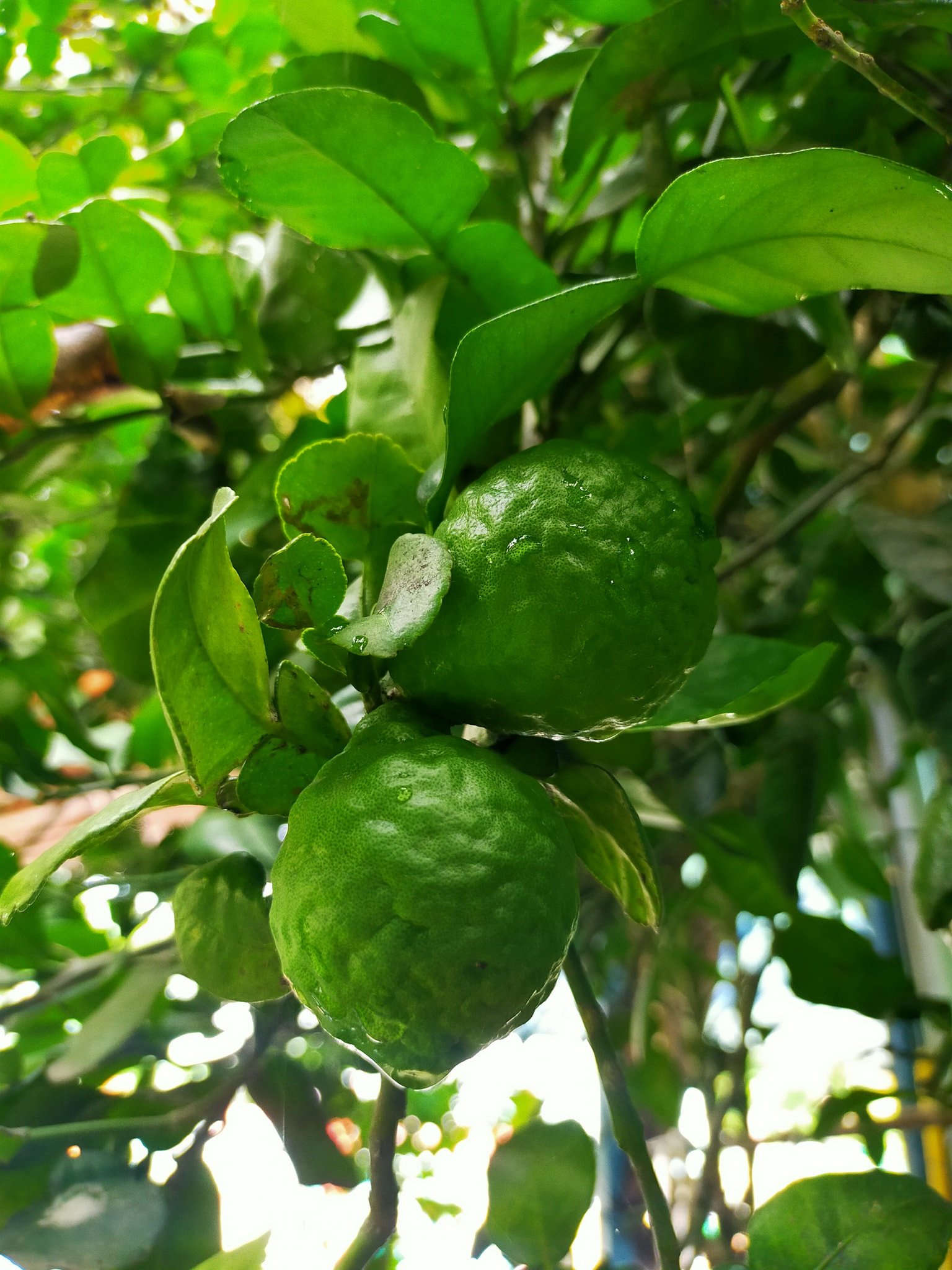 Cây đặc sản An Giang &#39;tưởng sắp tuyệt chủng&#39;, lá thơm làm nên món gà đốt trứ danh - 1