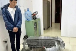 Góc nhìn pháp lý từ vụ lĩnh 6 năm tù vì nuôi bán 13 con gà lôi trắng