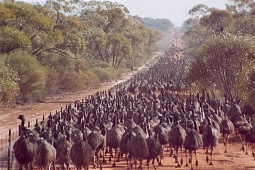 [Podcast]: Cuộc chiến kỳ lạ - đàn chim khổng lồ đánh bại đội quân có súng máy