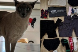 Bạn trẻ - Cuộc sống - Chú mèo chuyên lấy đồ "lạ" từ nhà hàng xóm về tặng chủ