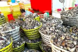 Chuyện gì đang xảy ra với hàu Quảng Ninh?