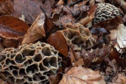 Thị trường - Tiêu dùng - Cây dại quý hiếm bậc nhất thế giới, vị ngon hơn thịt, cực bổ dưỡng, 13 triệu đồng/kg