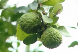 Ẩm thực - Cây đặc sản An Giang 'tưởng sắp tuyệt chủng', lá thơm làm nên món gà đốt trứ danh