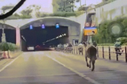 Tin tức trong ngày - Hy hữu giao thông vào trung tâm TPHCM rối loạn 30 phút vì bò ‘đột nhập’ hầm Thủ Thiêm