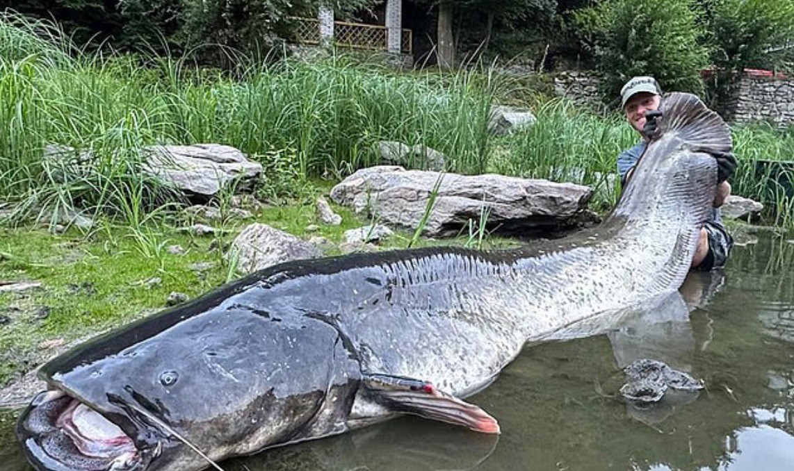 Jakub Vagner nâng đầu con cá da trơn khổng lồ tại hồ chứa Vranov. Nguồn: Dailymail