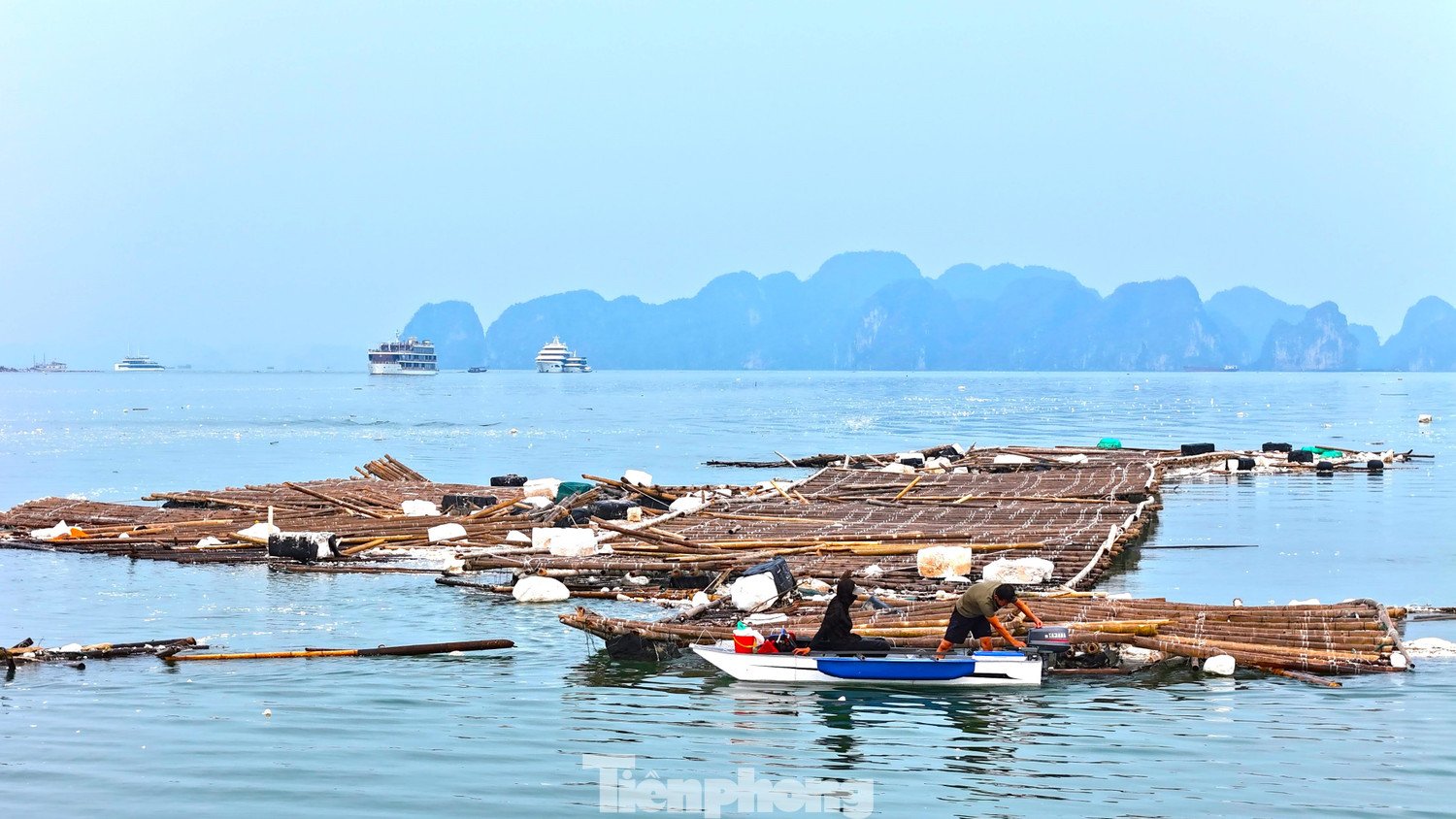 Chuyện gì đang xảy ra với hàu Quảng Ninh? - 2